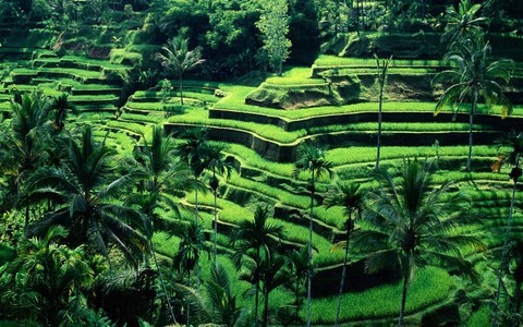 Stage Bali
